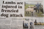 https://www.inverness-courier.co.uk/News/Lambs-are-injured-in-Inverness-dog-attack-25092018.htm